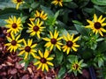 Rudbeckia fulgida 'Little Goldstar' (orange coneflower)