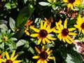 Rudbeckia fulgida 'Little Goldstar' (orange coneflower)