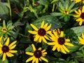 Rudbeckia fulgida 'Little Goldstar' (orange coneflower) Royalty Free Stock Photo