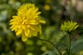 Rudbeckia. Garden yellow flowers with green leaves. Blossom in summer. Background with old wood house Royalty Free Stock Photo