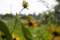 Rudbeckia. Garden yellow flowers with green leaves. Blossom in summer. Background with old wood house Royalty Free Stock Photo