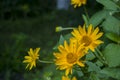 Rudbeckia. Garden yellow flowers with green leaves. Blossom in summer. Background with old wood house Royalty Free Stock Photo