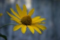 Rudbeckia. Garden yellow flowers with green leaves. Blossom in summer. Background with old wood house Royalty Free Stock Photo