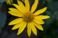 Rudbeckia. Garden yellow flowers with green leaves. Blossom in summer. Background with old wood house Royalty Free Stock Photo