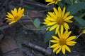 Rudbeckia. Garden yellow flowers with green leaves. Blossom in summer. Background with old wood house Royalty Free Stock Photo