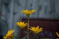 Rudbeckia. Garden yellow flowers with green leaves. Blossom in summer. Background with old wood house Royalty Free Stock Photo