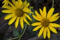 Rudbeckia. Garden yellow flowers with green leaves. Blossom in summer. Background with old wood house Royalty Free Stock Photo
