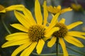 Rudbeckia. Garden yellow flowers with green leaves. Blossom in summer. Background with old wood house Royalty Free Stock Photo