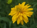 Rudbeckia Golden ball blooms in the garden. Yellow petals of garden flowers Royalty Free Stock Photo