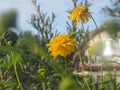 Rudbeckia Golden ball blooms in the garden. Yellow petals of garden flowers Royalty Free Stock Photo