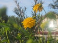 Rudbeckia Golden ball blooms in the garden. Yellow petals of garden flowers Royalty Free Stock Photo