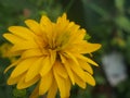 Rudbeckia Golden ball blooms in the garden. Yellow petals of garden flowers Royalty Free Stock Photo