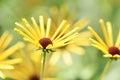 Rudbeckia `Henry Eilers`