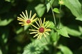 Rudbeckia `Henry Eilers`