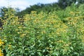 Rudbeckia `Henry Eilers`