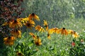 Rudbeckia hirt