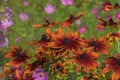 Rudbeckia hirta Autumn Colors flowers, yellow, red, brown and orange Royalty Free Stock Photo