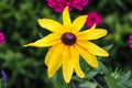 Rudbeckia hirta, Black-eyed Susan, is a native wildflower to East Tennessee that grows in fields and along roadsides. Royalty Free Stock Photo