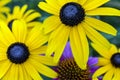 Rudbeckia hirta, black-eyed Susan