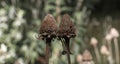 Rudbeckia hirta, common name black eyed Susan, cone flower brown seed heads with selective focus