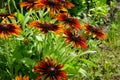 Rudbeckia hirta, commonly called black-eyed Susan, is a flowering plant in the family Asteraceae. Berlin, Germany Royalty Free Stock Photo