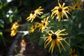 Rudbeckia hirta, commonly called black-eyed Susan, is a flowering plant in the family Asteraceae. Berlin, Germany Royalty Free Stock Photo