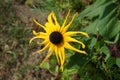 Rudbeckia hirta, commonly called black-eyed Susan, is a flowering plant in the family Asteraceae. Berlin, Germany Royalty Free Stock Photo