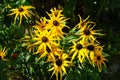 Rudbeckia hirta, commonly called black-eyed Susan, is a flowering plant in the family Asteraceae. Berlin, Germany Royalty Free Stock Photo