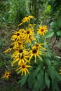 Rudbeckia hirta, commonly called black-eyed Susan, is a flowering plant in the family Asteraceae. Berlin, Germany Royalty Free Stock Photo