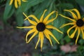 Rudbeckia hirta, commonly called black-eyed Susan, is a flowering plant in the family Asteraceae. Berlin, Germany Royalty Free Stock Photo