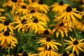 Rudbeckia hirta, commonly called black-eyed Susan, is a North American flowering plant in the sunflower family Royalty Free Stock Photo