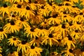 Rudbeckia hirta (Coneflower)