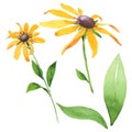 Rudbeckia hirta floral botanical flowers. Watercolor background set. Isolated rudbeckia illustration element.