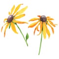 Rudbeckia hirta floral botanical flowers. Watercolor background set. Isolated rudbeckia illustration element.