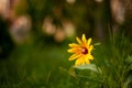 Rudbeckia hirta flower with shallow depth of field Royalty Free Stock Photo