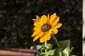 rudbeckia hirta flower with sunlight black-eyed outdoor