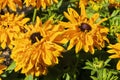 Rudbeckia hirta `Goldilocks`