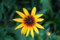 Rudbeckia hirta `Herbstwald` in August. Rudbeckia hirta, commonly called black-eyed Susan, is a flowering plant. Berlin, Germany Royalty Free Stock Photo