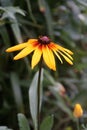 Rudbeckia hirta `Herbstwald` in August. Rudbeckia hirta, commonly called black-eyed Susan, is a flowering plant. Berlin, Germany Royalty Free Stock Photo