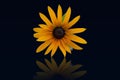black-eyed susan with reflection Royalty Free Stock Photo