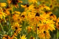 Rudbeckia hirta - summer bright yellow flowers bloom in the garden. Background Royalty Free Stock Photo