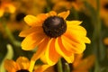 Rudbeckia Hirta 'Toto' Royalty Free Stock Photo