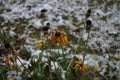 Rudbeckia hirta under the snow in december in the garden. Rudbeckia hirta, commonly called black-eyed Susan, is a flowering plant Royalty Free Stock Photo