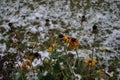 Rudbeckia hirta under the snow in december in the garden. Rudbeckia hirta, commonly called black-eyed Susan, is a flowering plant Royalty Free Stock Photo