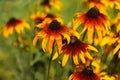 Rudbeckia hirta var. pulcherrima Blackeyed susan - summer bright yellow flowers bloom in the garden. Background Royalty Free Stock Photo