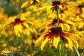 Rudbeckia hirta var. pulcherrima Blackeyed susan - summer bright yellow flowers bloom in the garden. Green Background Royalty Free Stock Photo