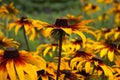 Rudbeckia hirta var. pulcherrima Blackeyed susan - summer bright yellow flowers bloom in the garden. Green Background Royalty Free Stock Photo