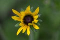 Rudbeckia hirta yellow flower with black brown center in bloom, black eyed susan in the garden Royalty Free Stock Photo