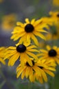 Rudbeckia hirta yellow flower with black brown centre in bloom, black eyed susan in the garden Royalty Free Stock Photo