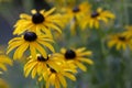 Rudbeckia hirta yellow flower with black brown centre in bloom, black eyed susan in the garden Royalty Free Stock Photo